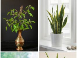 Indoor Plants