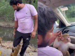 Animal Viral Video