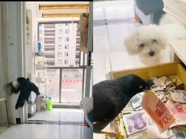 Animal Viral Video