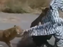Viral Animal Video