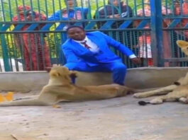Viral Animal Video