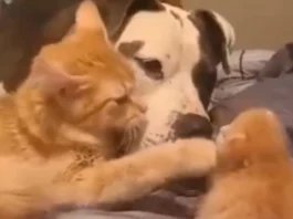 Viral Animal Video