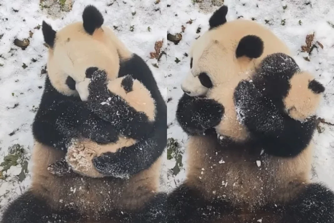 Viral Animal Video: Panda showers Motherly love on her baby; cute video breaks the internet
