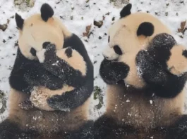 Viral Animal Video: Panda showers Motherly love on her baby; cute video breaks the internet