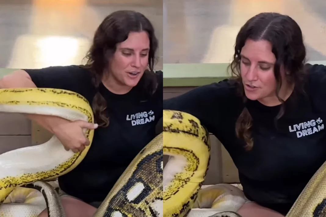 Viral Animal Video: Unbelievable! Woman wraps huge pythons around her; netizens can't digest; WATCH