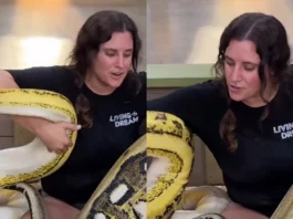 Viral Animal Video: Unbelievable! Woman wraps huge pythons around her; netizens can't digest; WATCH