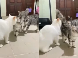 Viral Video