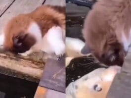 Viral Video