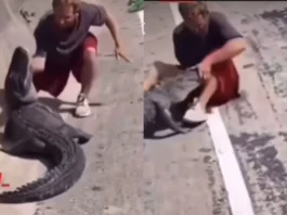 Viral Video