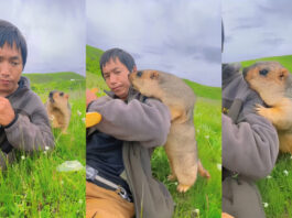 Animal Viral Video