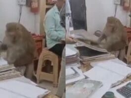 viral video