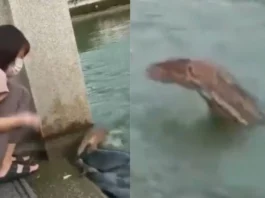 Animal Viral Video