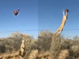 Animal Viral Video