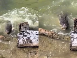 Animal Viral Video