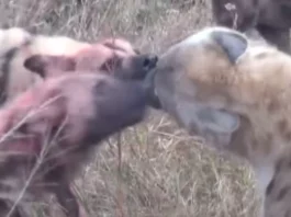 Animal Viral Video