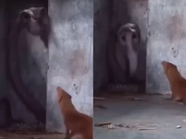 Animal Viral Video