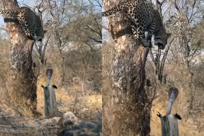 Animal Viral Video Animal Viral Video