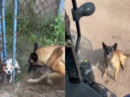 Animal Viral Video