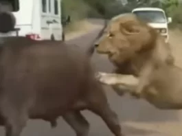 Animal Viral Video