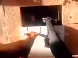 Animal Viral Video