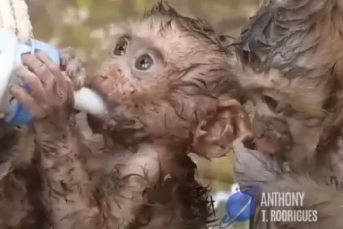 Animal Viral Video Animal Viral Video