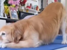 Animal Viral Video