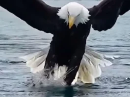 Animal Viral Video