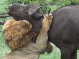 Animal Viral Video