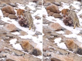 Animal Viral Video