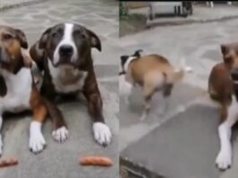Viral Video
