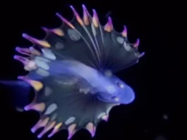 Animal Viral Video
