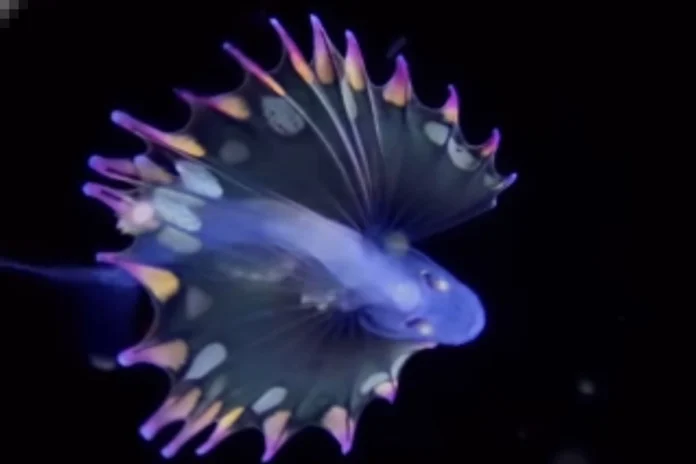 Animal Viral Video