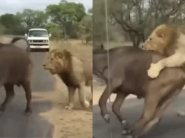 Animal Viral Video