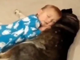 Animal Viral Video