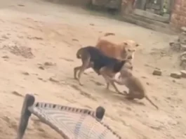 Animal Viral Video