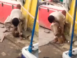 Animal Viral Video