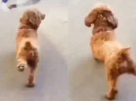 Animal Viral Video