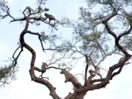 Animal Viral Video
