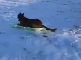 Animal Viral Video