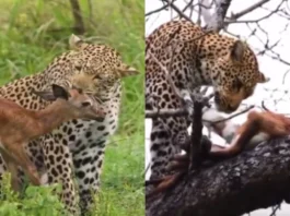 Animal Viral Video
