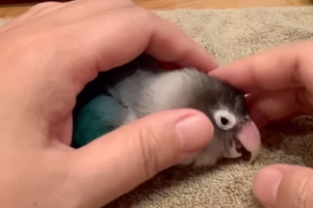 Animal Viral Video