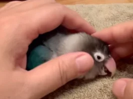 Animal Viral Video