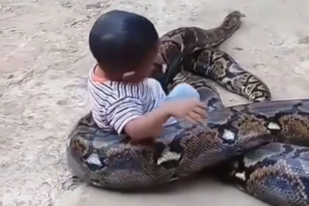 Animal Viral Video