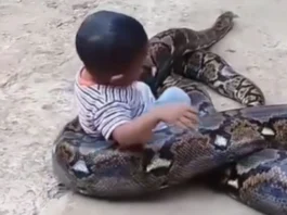 Animal Viral Video