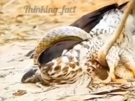 Animal Viral Video