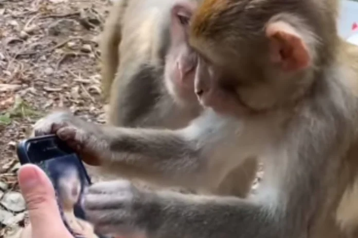 Animal Viral Video (5) Animal Viral Video