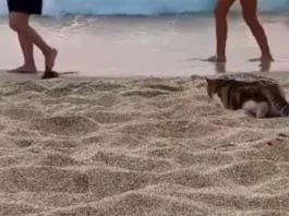 Animal Viral Video