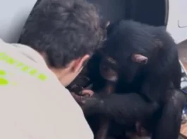 Animal Viral Video