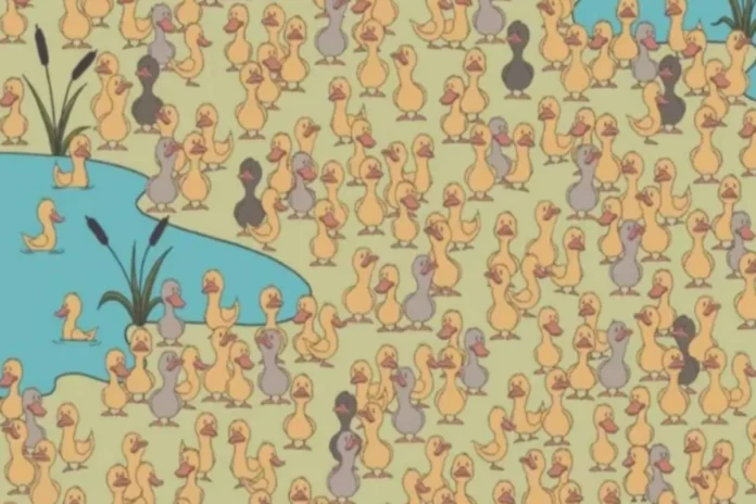 Optical Illusion (21) Optical Illusion