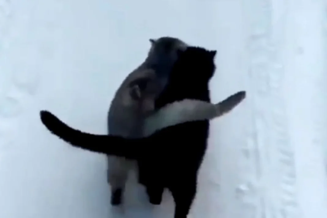 Viral Animal Video